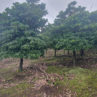 [제주] 좀굴거리나무 R10점-R15점 100주