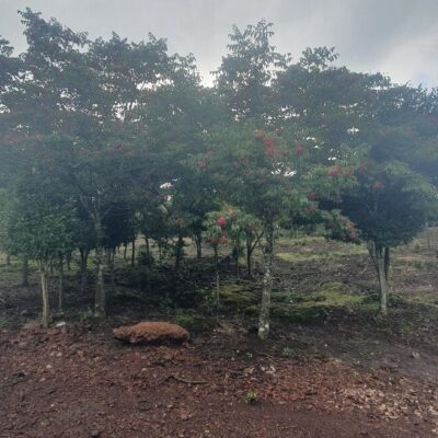 [제주] 말오줌떼나무 R12점-R18점 400주