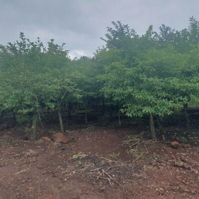 [제주] 참빗살나무 R12점-R20점 300주