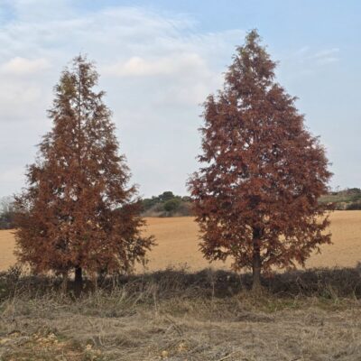 [전북 고창] 메타세콰이아 B25 10주