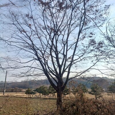 [전북 익산] 느티나무 R45점-R50점 10주