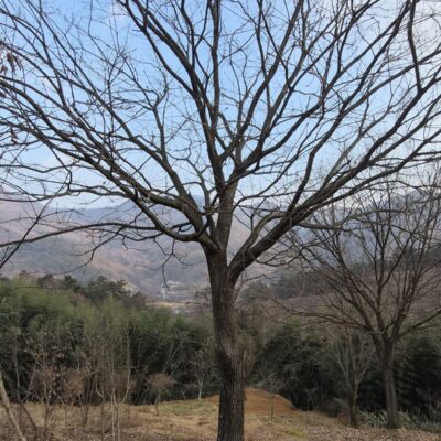 [전북 구례] 신갈나무 R30점-R40점 10주