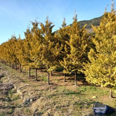 [전북 익산] 황금편백 H4.5 내외 120주