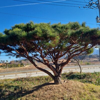 [전북 고창] 반송(특수목) H3.0*W4.0*R50 1주