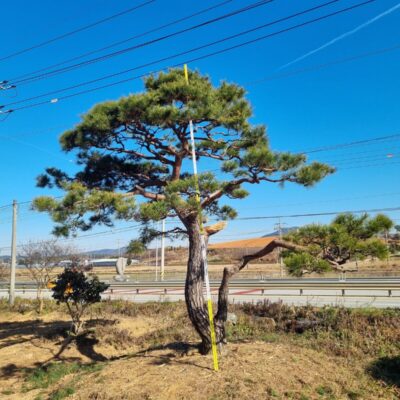 [전북 고창] 조형소나무(특수목) H5.0*R50 1주