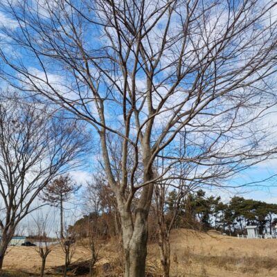 [전북 익산] 팽나무 R50점 3주