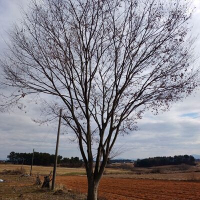 [전북 익산] 느티나무 R50점 3주