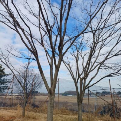 [전북 익산] 자귀나무 R35점 2주