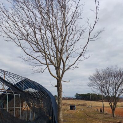 [전북 익산] 이팝나무 R45점 1주