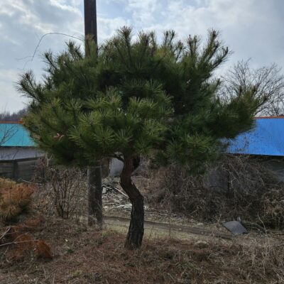 소나무R18-25 190주 [충북 음성]