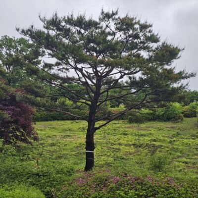 소나무(모찌)R50 1주 [경기 양평]