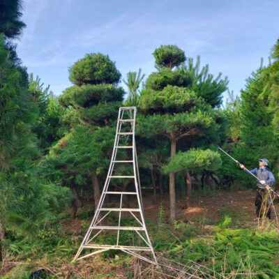 조형소나무R20-R25 1500주 [전북 고창]