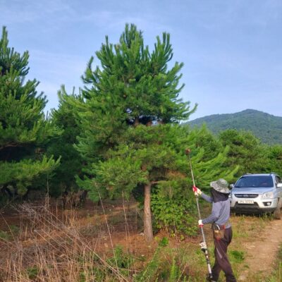 조경수-수목-견적-구매-판매-직거래-조형소나무-R20-R25-1500주-마켓트리-3.jpg