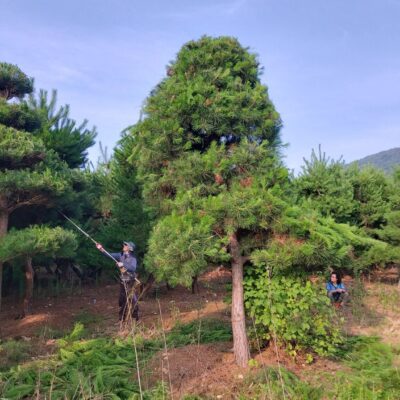 조경수-수목-견적-구매-판매-직거래-조형소나무-R20-R25-1500주-마켓트리-4.jpg