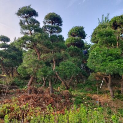 조경수-수목-견적-구매-판매-직거래-조형소나무-R20-R25-1500주-마켓트리-6.jpg