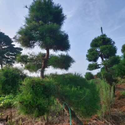 조경수-수목-견적-구매-판매-직거래-조형소나무-R20-R25-1500주-마켓트리-10.jpg