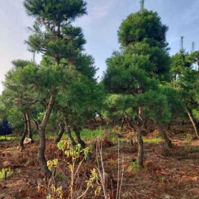 조경수-수목-견적-구매-판매-직거래-조형소나무-R20-R25-1500주-마켓트리-11.jpg