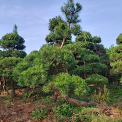 조경수-수목-견적-구매-판매-직거래-조형소나무-R20-R25-1500주-마켓트리-12.jpg