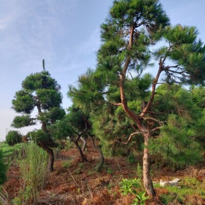 조경수-수목-견적-구매-판매-직거래-조형소나무-R20-R25-1500주-마켓트리-13.jpg