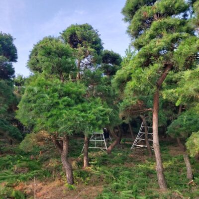 조경수-수목-견적-구매-판매-직거래-조형소나무-R20-R25-1500주-마켓트리-14.jpg