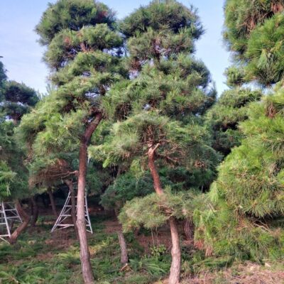 조경수-수목-견적-구매-판매-직거래-조형소나무-R20-R25-1500주-마켓트리-15.jpg