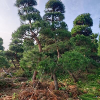 조경수-수목-견적-구매-판매-직거래-조형소나무-R20-R25-1500주-마켓트리.jpg